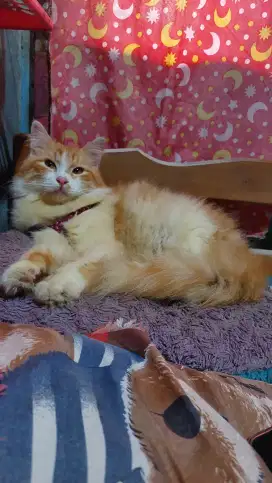 Jual murah kucing persia longhair jantan