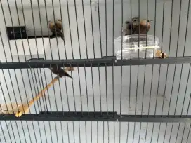 Emprit kaji langka cocok gae aviary mu