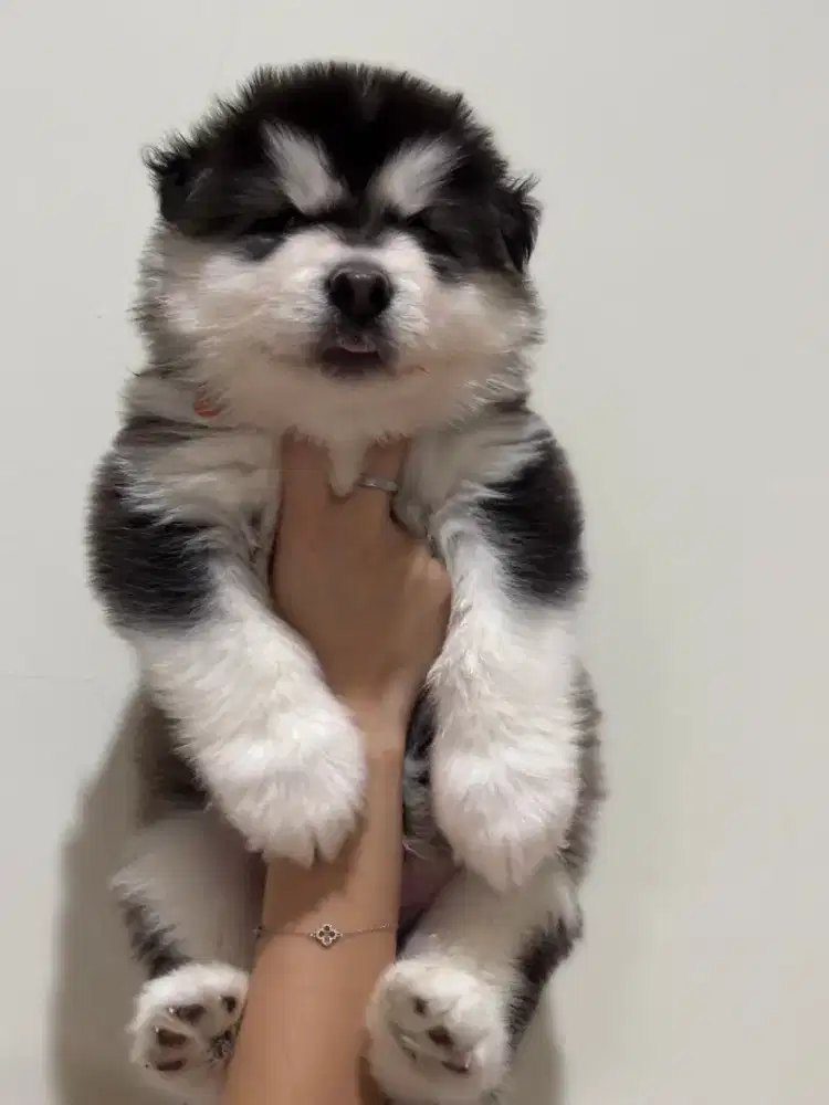 Alaskan Malamute - Puppy - Giant Guarantee!