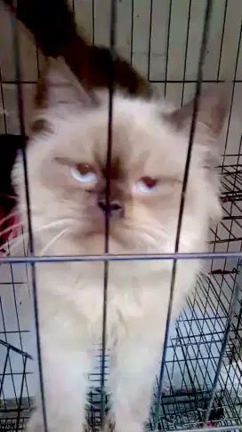Kucing Himalaya jantan steril