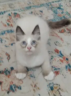 ragdoll ganteng poll