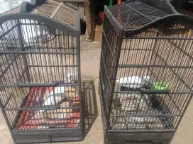burung ambil semua