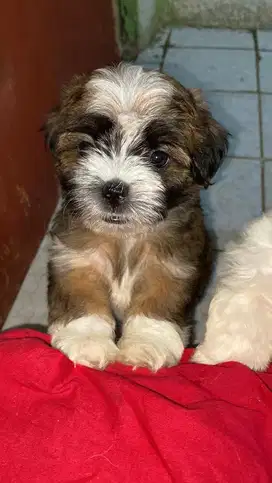 OPEN SEMI-ADOPT doggy shippo (shih tzu mix poodle)