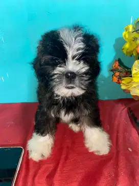 OPEN SEMI-ADOPT doggy shippo (shih tzu mix poodle)