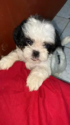 OPEN SEMI-ADOPT doggy shippo (shih tzu mix poodle)