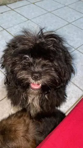 OPEN SEMI-ADOPT doggy shippo (shihtzu mix poodle)
