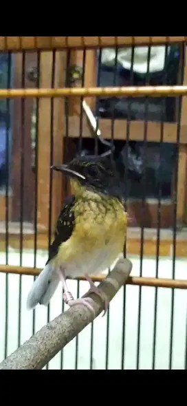 Anak murai batu jantan super