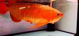 Arwana super red spauk indukan 65cm up
