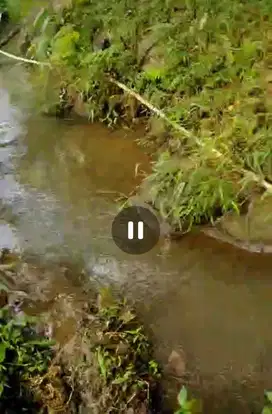 Dijual tanah kebun durian subur tepi sungai, sawah, Wonosalam, Jombang