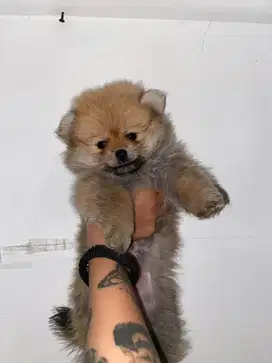 Puppy minipom | Anak anjing | puppy | doggy