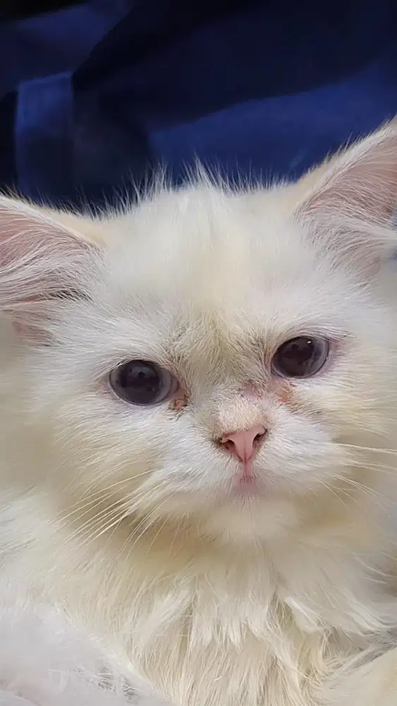 KITTEN PERSIA MEDIUM BETINA
