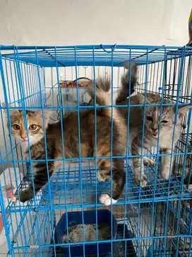 Anakan kucing anggora