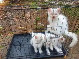 LEPAS ADOPSI KITTEN KUCING PERSIA RAS PUTIH ABU MURAH | NEGO
