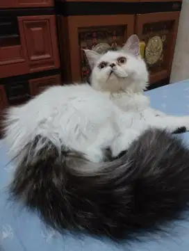 Lepas adop kitten Persia betina peaknose