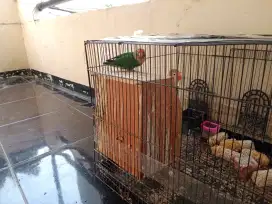 Dijual LB sepasang