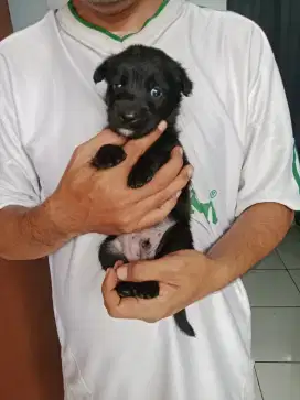 Labrador mix kintamani
