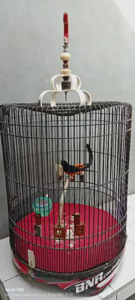 Murai ekor 25 lebih fullset