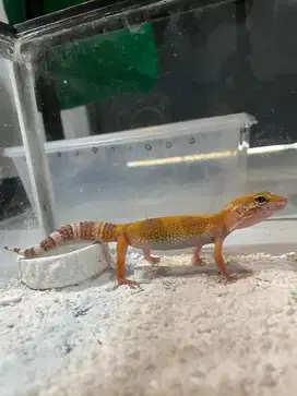 Baby gecko sunglow