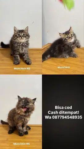 Munchkin dan munchkin NS