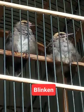 Sepasang anak Cucak Rowo Hutan