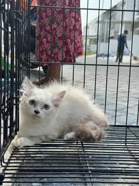 Kucing Ragdoll putih betina