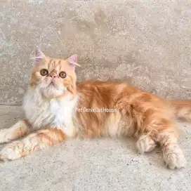 Kucing Persia Peaknose Extreme Jantan