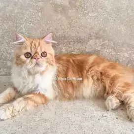 Kucing Persia Peaknose Extreme Jantan