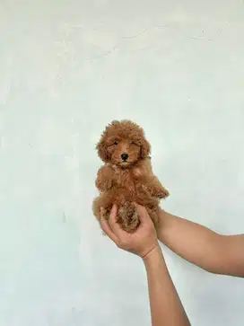 Toy Poodle Fawn / Red Stambum Vaksin