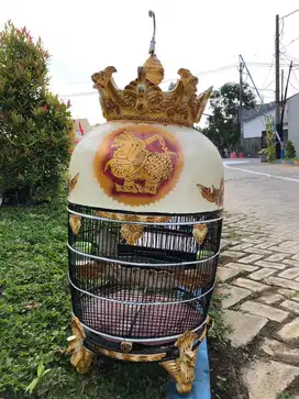 Perkutut udan mas