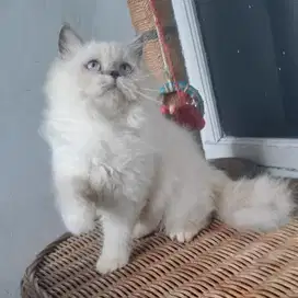Kucing Persia Medium Jantan