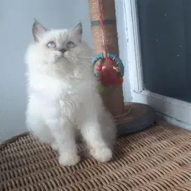 Kucing Persia Medium