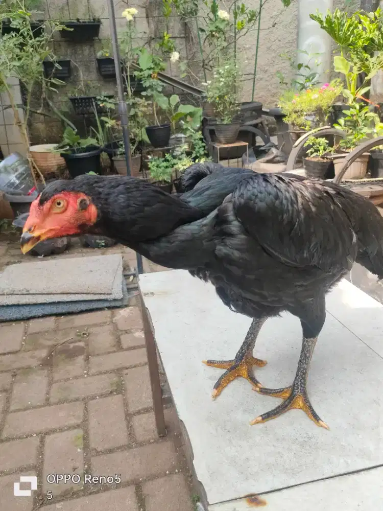 Ayam Betina Siap Bertelur – Keturunan Oshamo