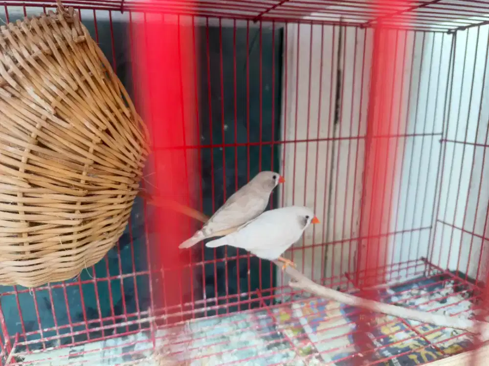 Zebra Finch Sepasang Seputih Salju Bonus Jantan 1