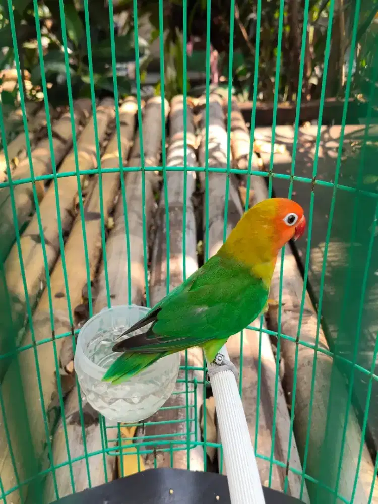 Lovebird Delute jantan