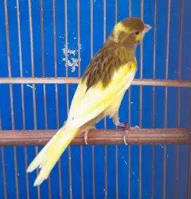 Paud kenari jantan