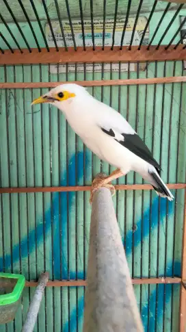 Burung Jalak Kapas Jantan Mulus Bodi Gede Panjang Gacor Bunyi