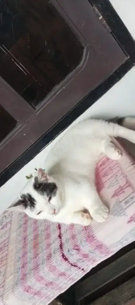 Munchkin jatan usia 2thn