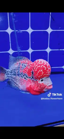 Louhan Red Kamfa Mata Putih