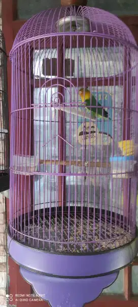 sangkar besi lovebird