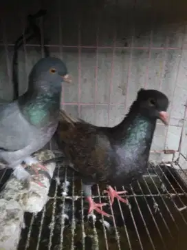 Burung dara sepasang barter ayam Bangkok betina