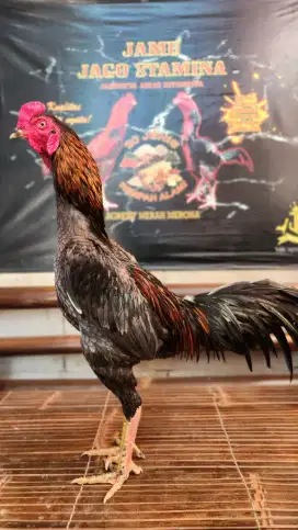 Ayam bangkok bk pama speed pkul kerass mewah