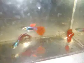 Ikan Guppy bisa barter jenis lain