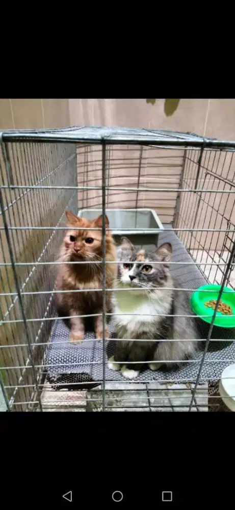 Jual   kucing mix, real pict ya kakak