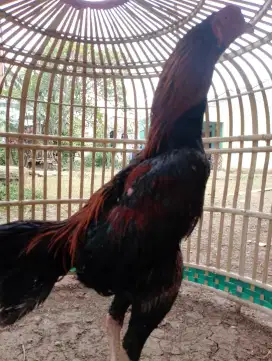 Ayam Bangkok Muda