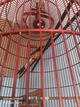 Murai Batu Medan