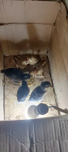 Anak ayam mumer