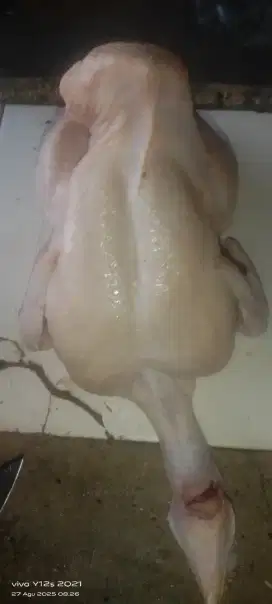 Ayam boiler fress