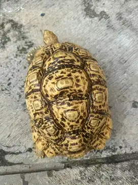 Pardalis Betina -+ 33 cm (Nego)
