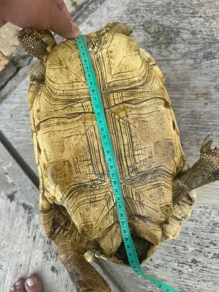 Pardalis Betina -+ 33 cm (Nego)