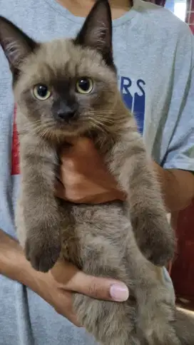 Kucing Jantan BSH